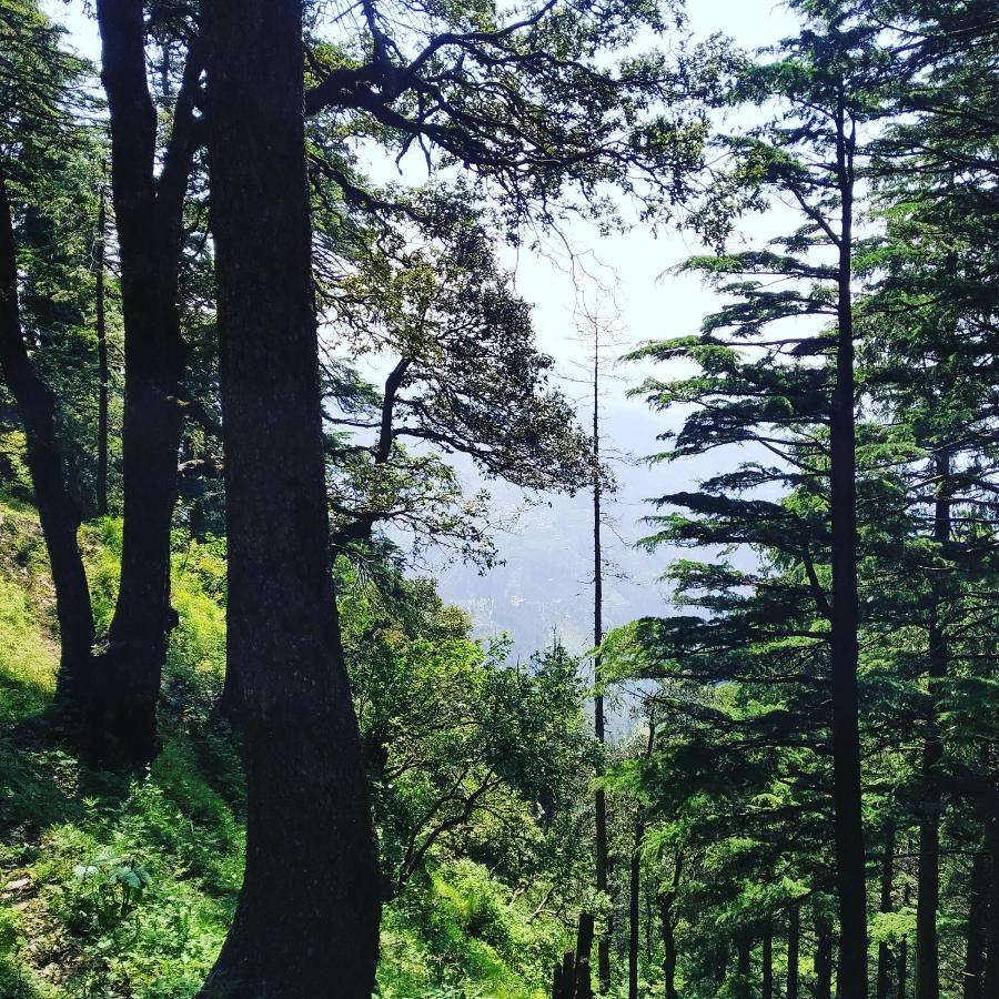 Shimla Pines Homestay Dış mekan fotoğraf